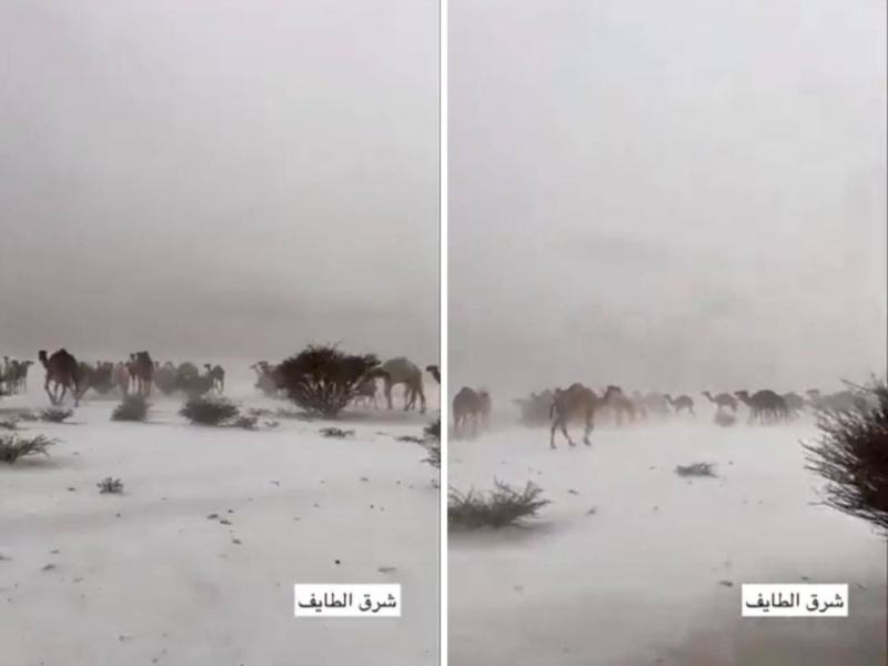 الصحراء تحولت إلى اللون الأبيض.. شاهد.. إبل تسير وسط كميات كبيرة من الثلوج والبرد في السعودية