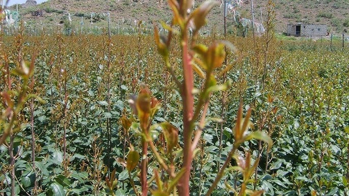 اسرائيل تبحث عن 