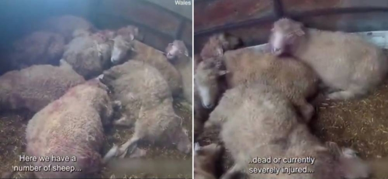 أصيبا بالجنون.. شاهد: كلبين يفترسان 22 نعجة حاملاً داخل مزرعة